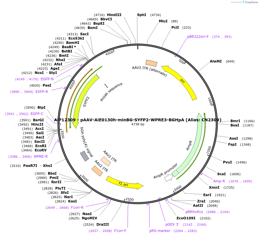 230199-plasmid-map-sequence-id-470455