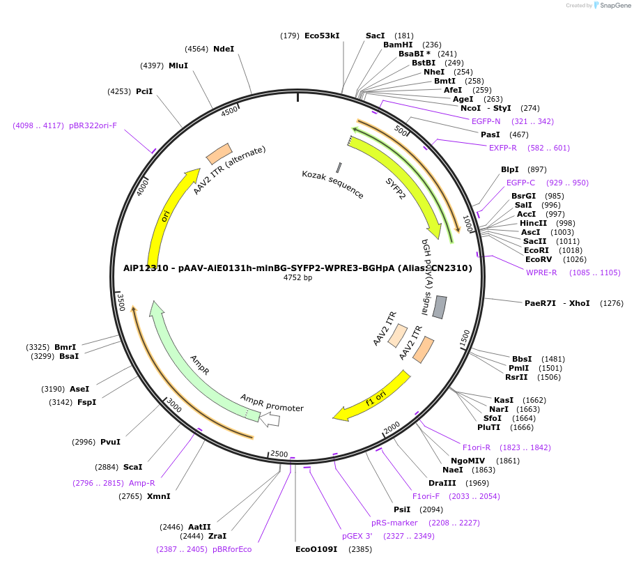 230201-plasmid-map-sequence-id-470458