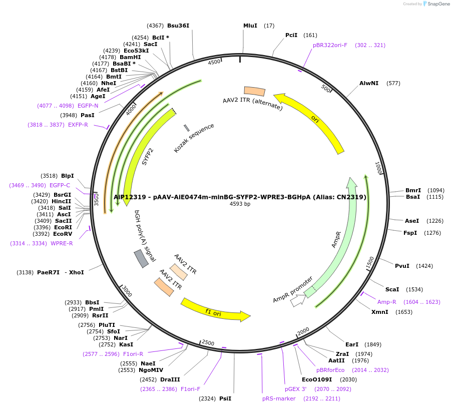 230202-plasmid-map-sequence-id-470461