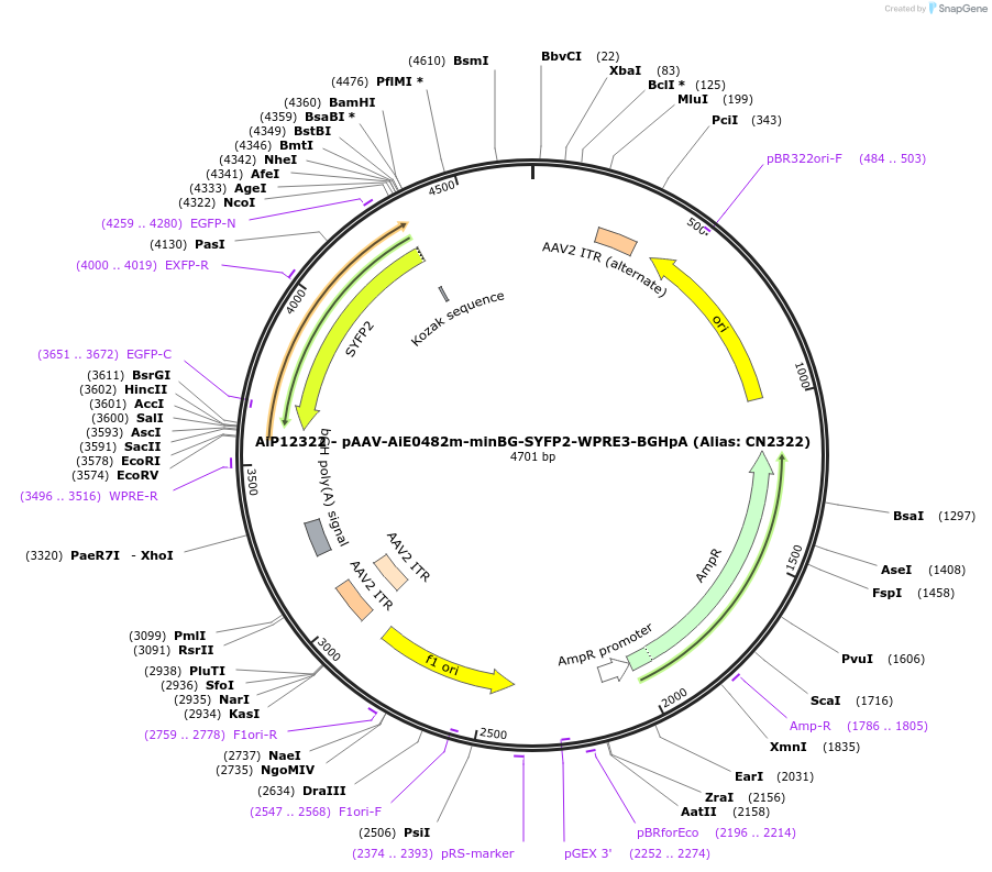 230203-plasmid-map-sequence-id-470464