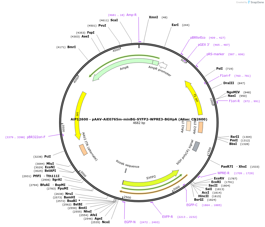 230216-plasmid-map-sequence-id-470472