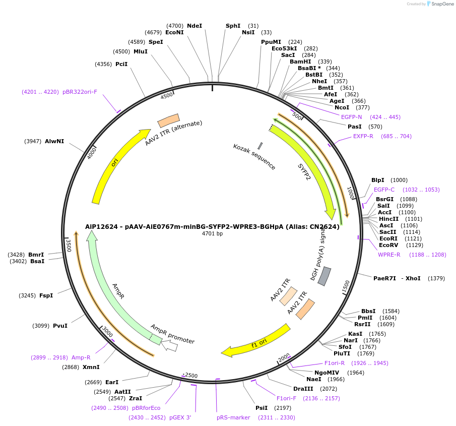 230219-plasmid-map-sequence-id-470480