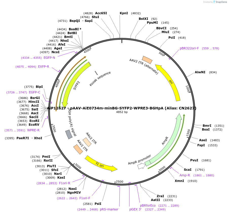 230220-plasmid-map-sequence-id-470483