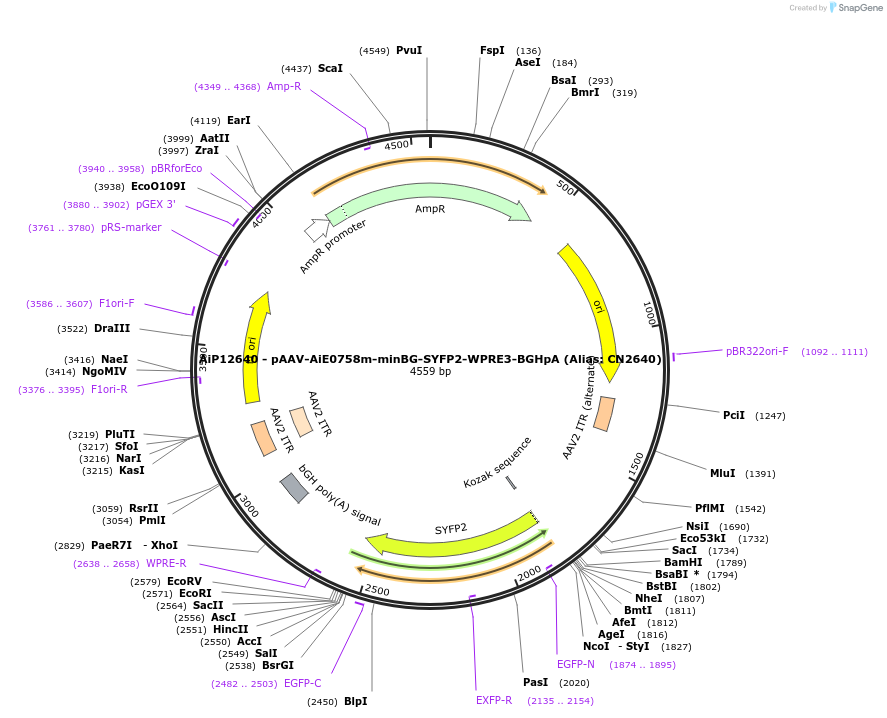 230221-plasmid-map-sequence-id-470487