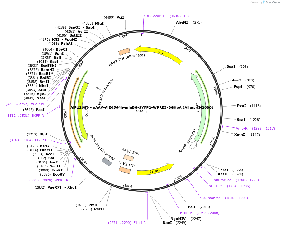 230226-plasmid-map-sequence-id-470495