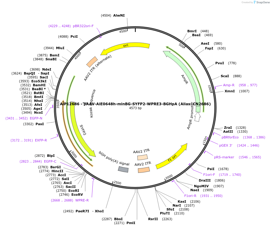 230229-plasmid-map-sequence-id-470501