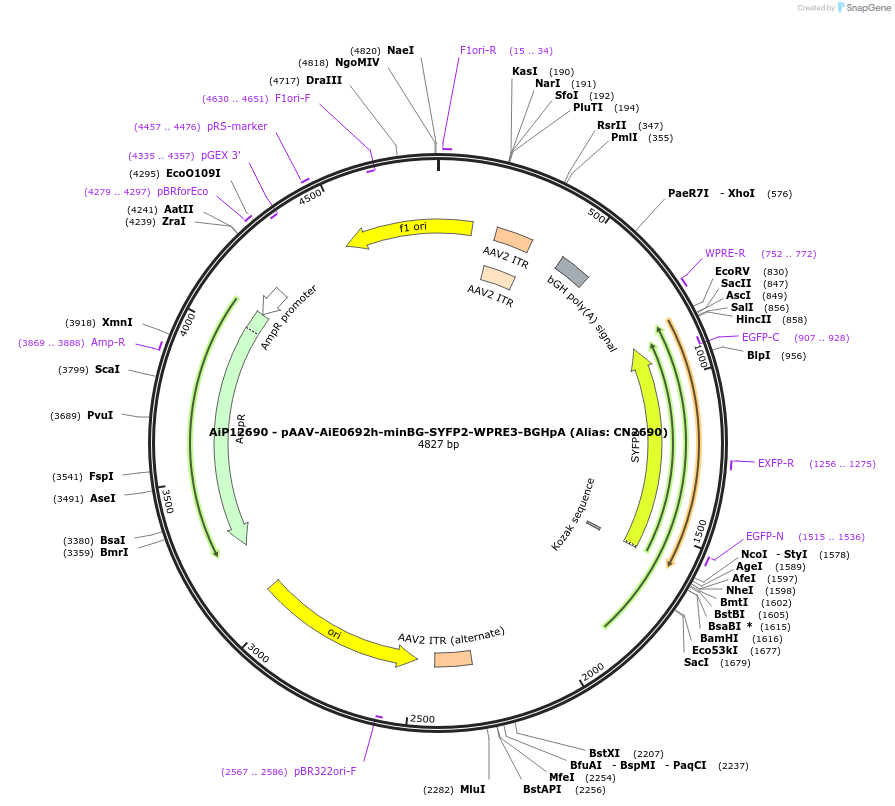 230230-plasmid-map-sequence-id-470504