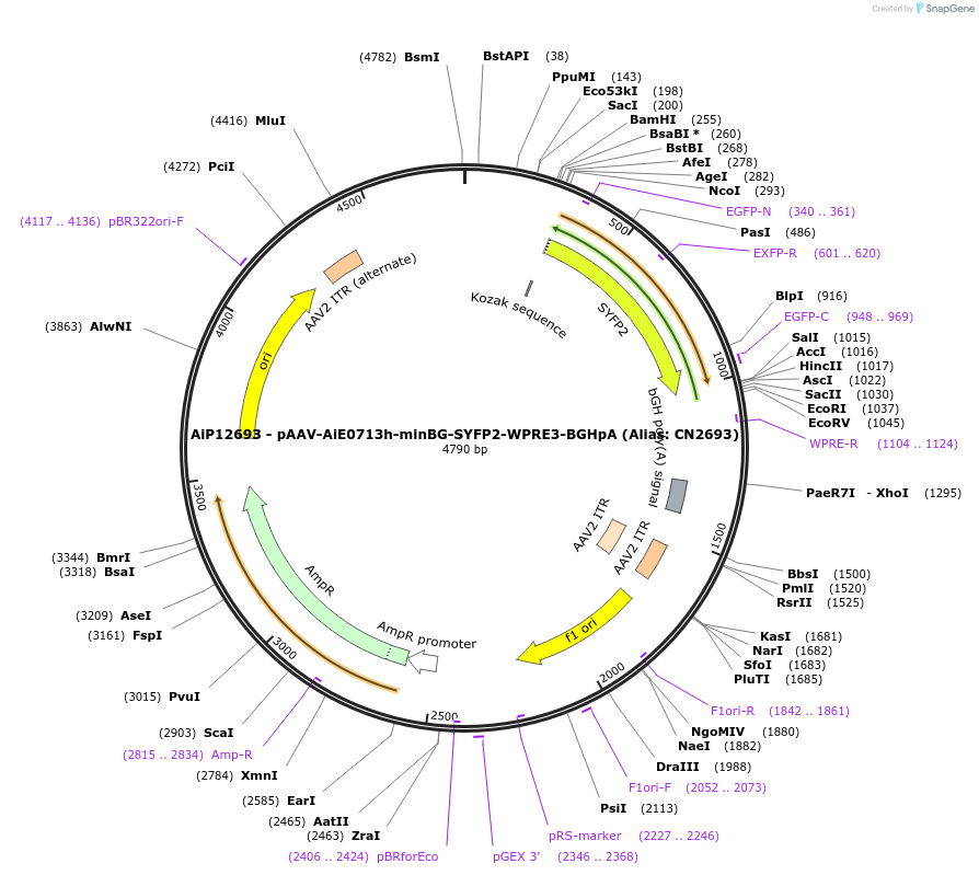230231-plasmid-map-sequence-id-470507