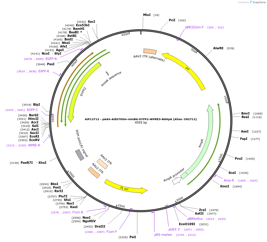 230236-plasmid-map-sequence-id-470513