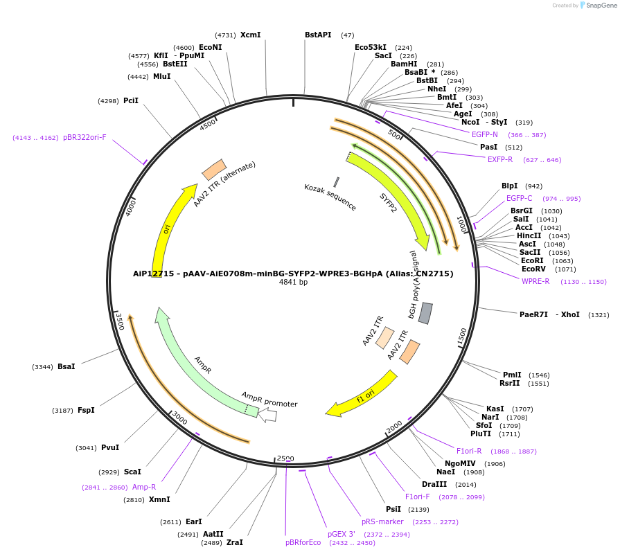230237-plasmid-map-sequence-id-470515