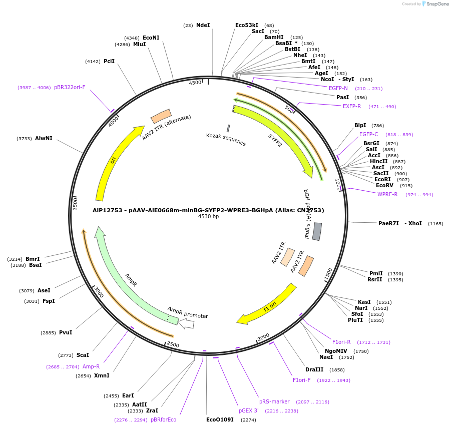 230239-plasmid-map-sequence-id-470518
