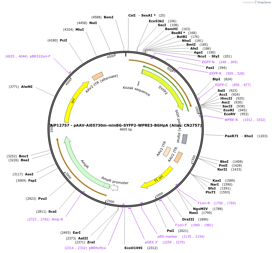 230240-plasmid-map-sequence-id-470521