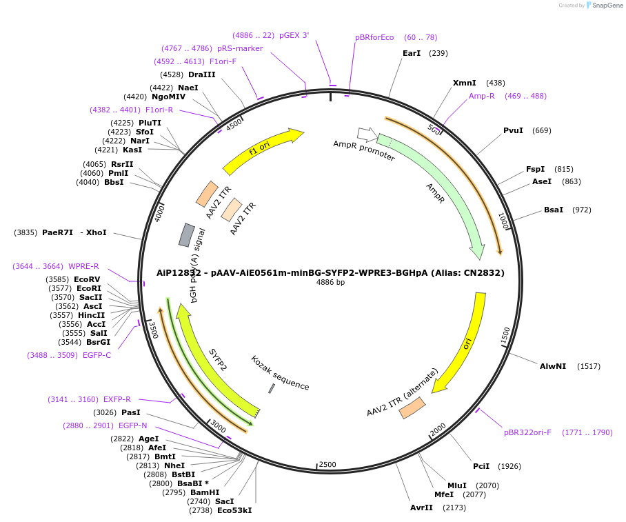 230244-plasmid-map-sequence-id-470526