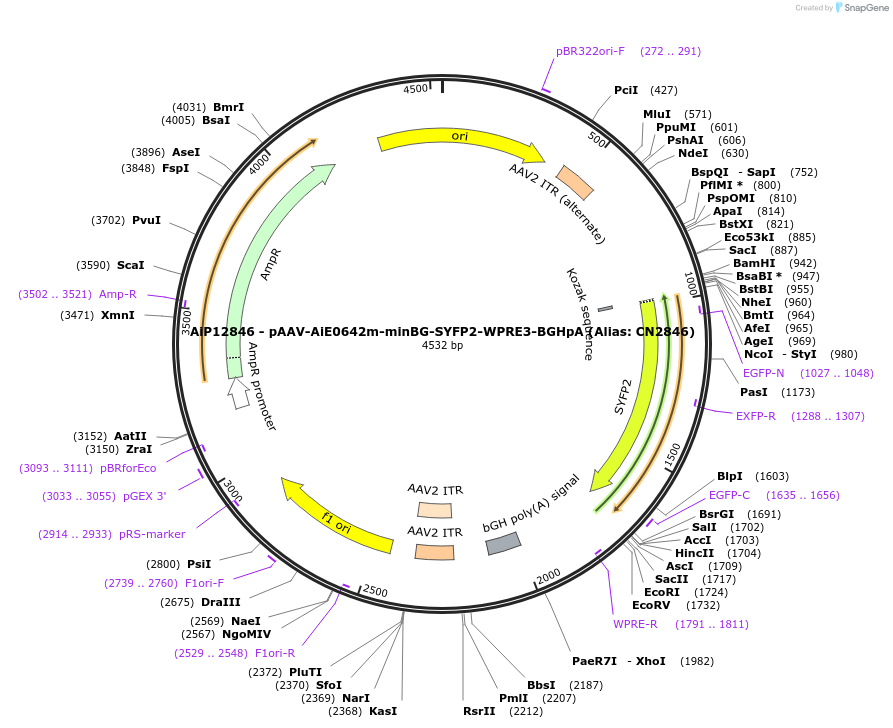 230246-plasmid-map-sequence-id-470530