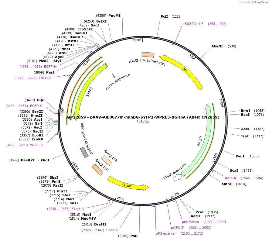 230248-plasmid-map-sequence-id-470537