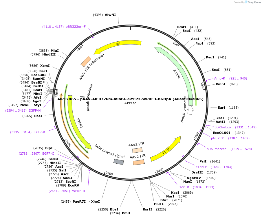 230250-plasmid-map-sequence-id-470540
