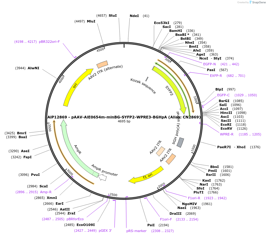 230252-plasmid-map-sequence-id-470546