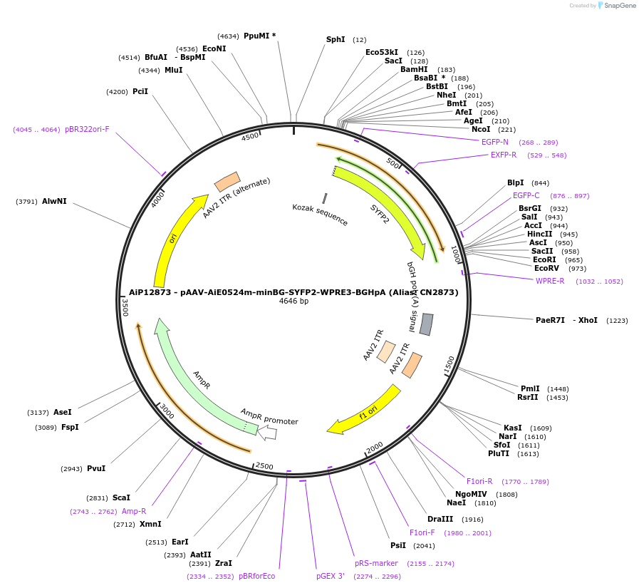 230254-plasmid-map-sequence-id-470551
