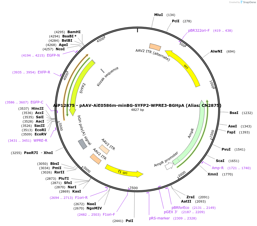 230256-plasmid-map-sequence-id-470557