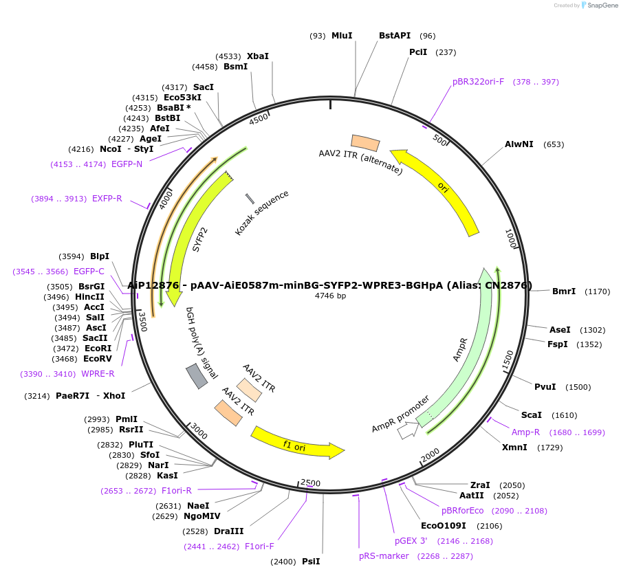 230257-plasmid-map-sequence-id-470560