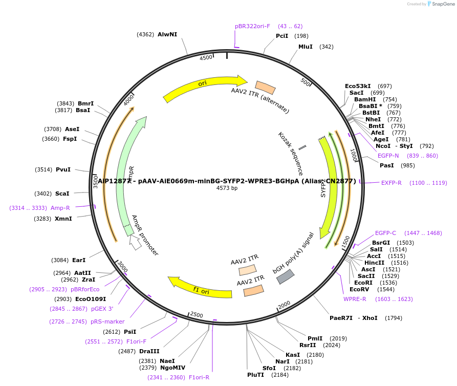 230258-plasmid-map-sequence-id-470562