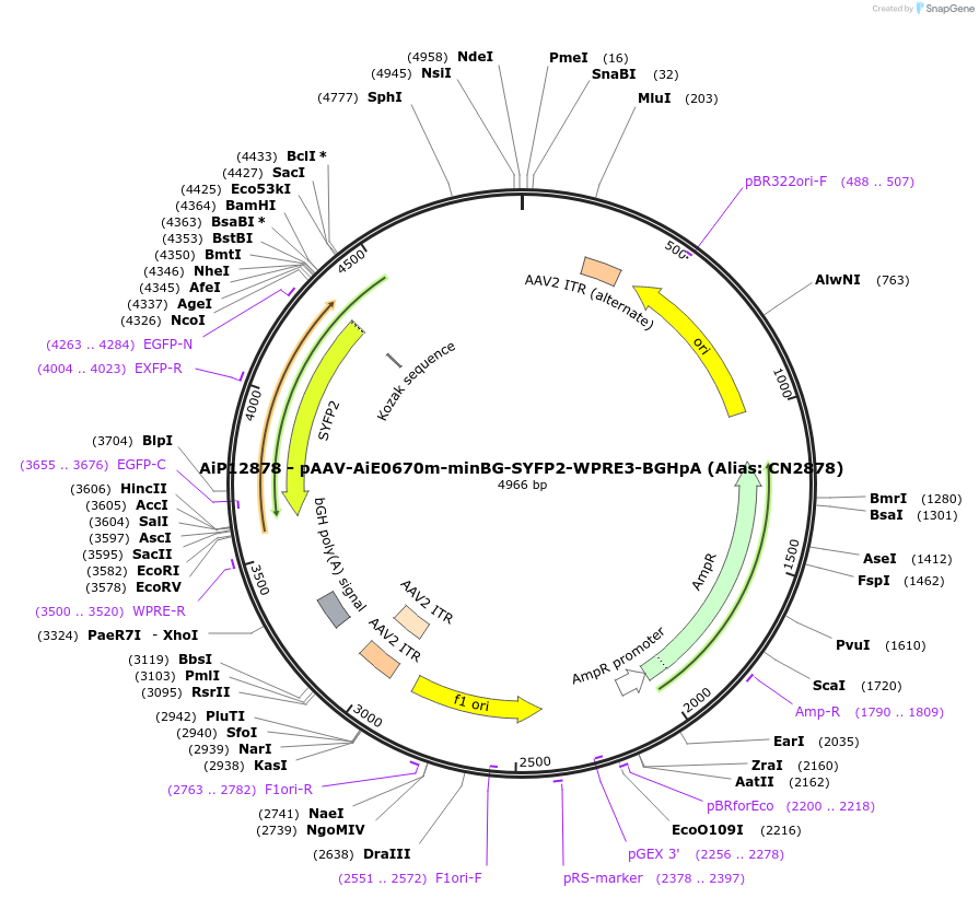 230259-plasmid-map-sequence-id-470565