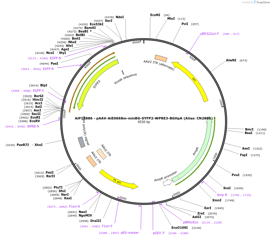 230261-plasmid-map-sequence-id-470571