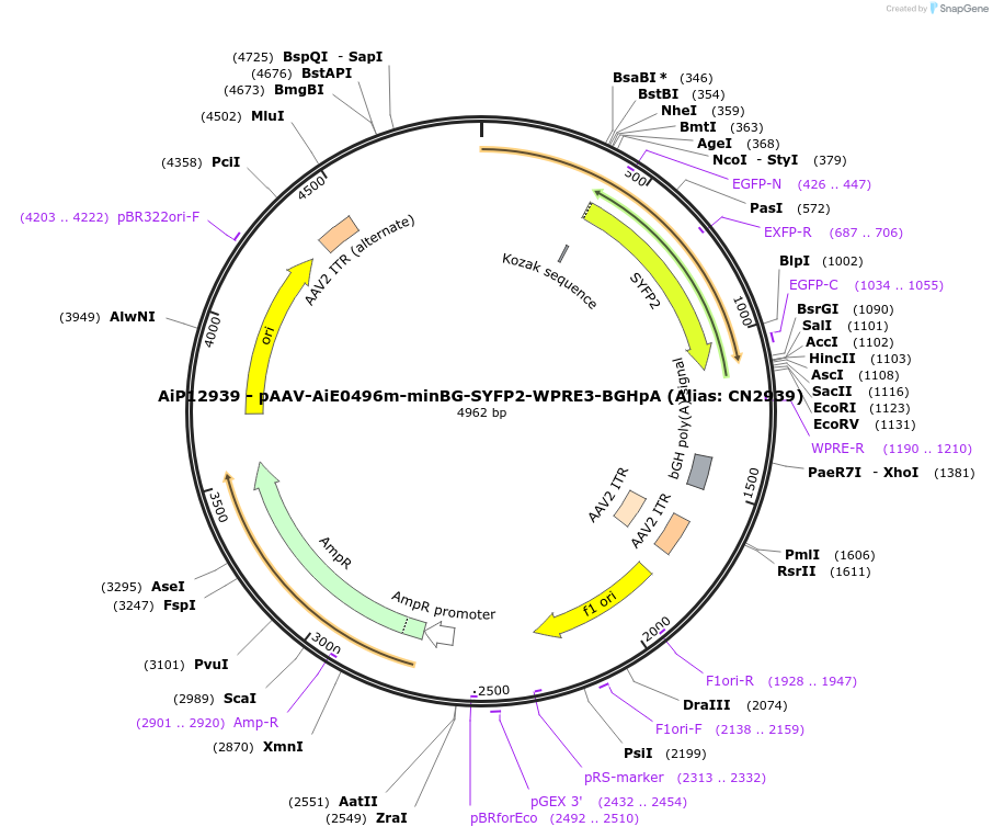 230263-plasmid-map-sequence-id-470574
