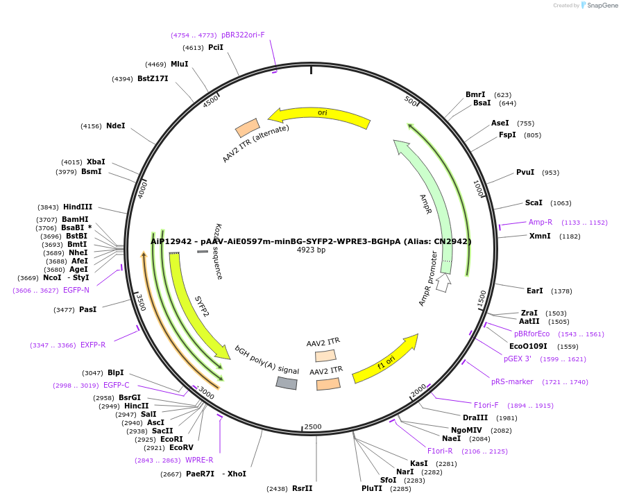 230265-plasmid-map-sequence-id-470580