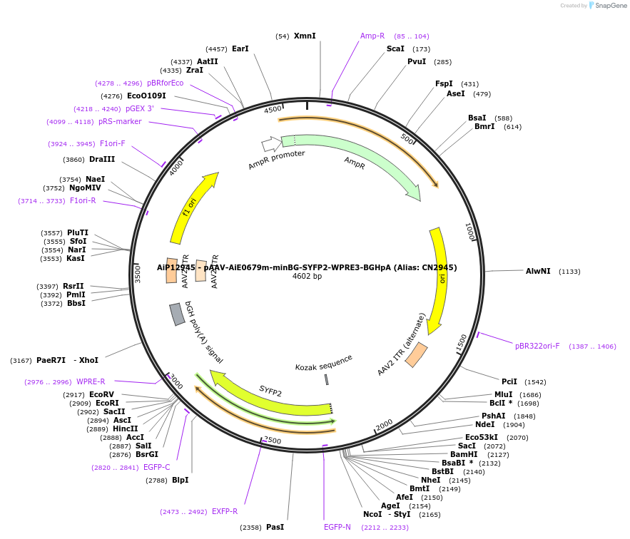 230267-plasmid-map-sequence-id-470585