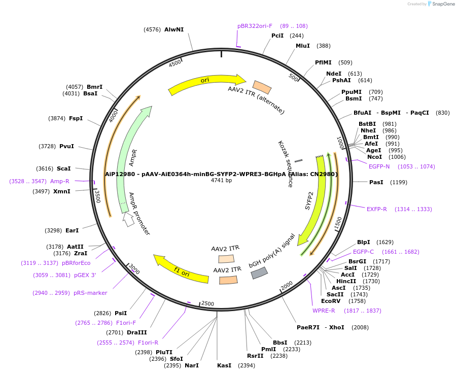 230272-plasmid-map-sequence-id-470588