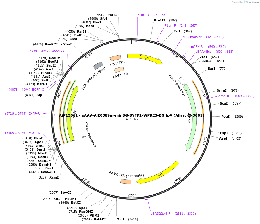 230274-plasmid-map-sequence-id-470590
