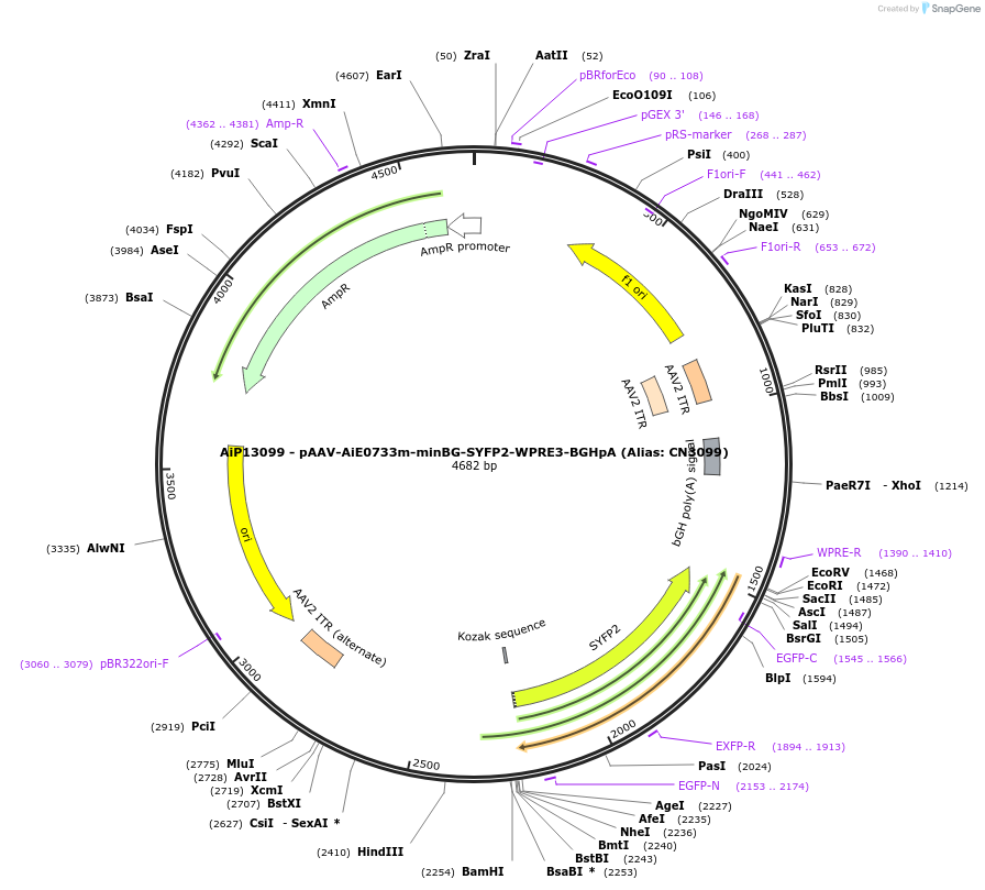 230275-plasmid-map-sequence-id-470593