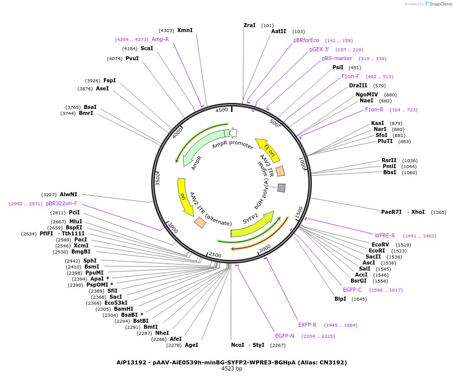 230276-plasmid-map-sequence-id-470597