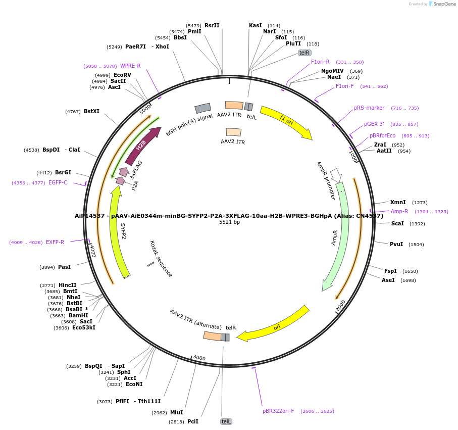 230338-plasmid-map-sequence-id-470599