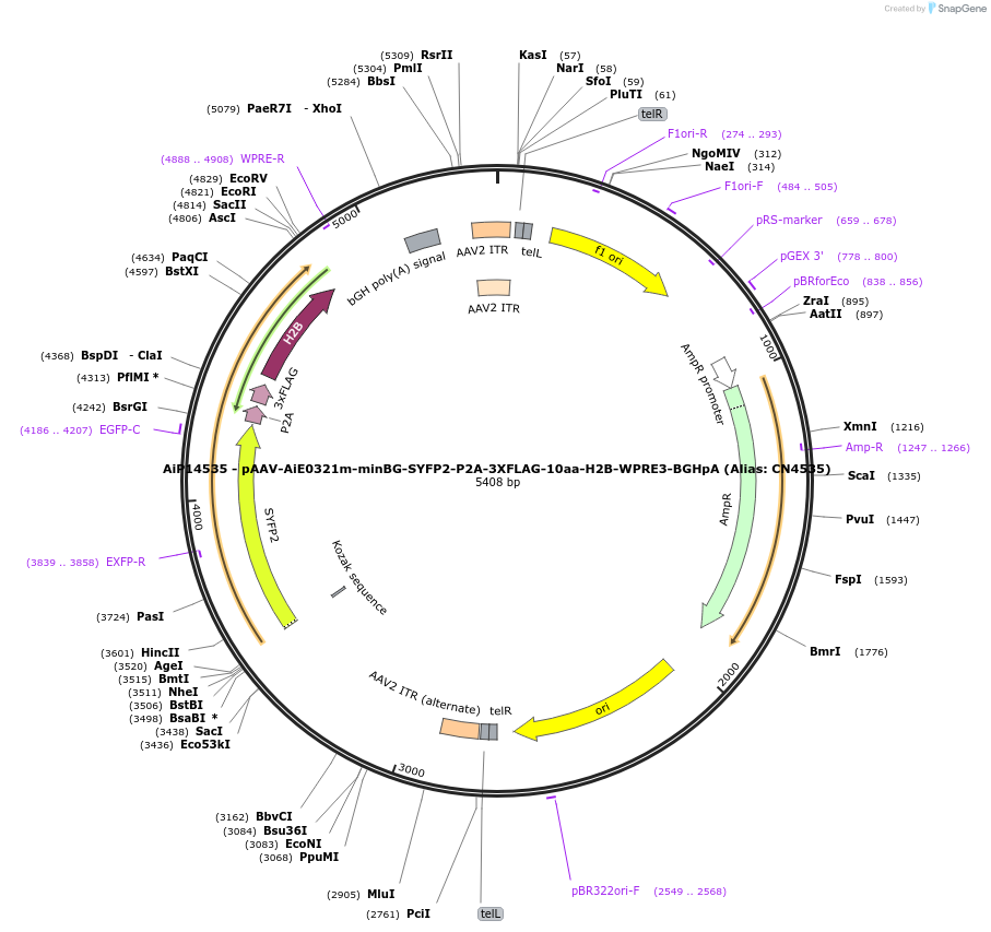 230337-plasmid-map-sequence-id-470604