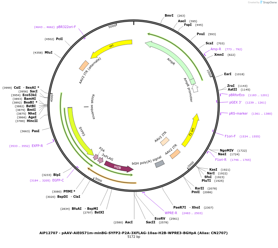 230233-plasmid-map-sequence-id-470606