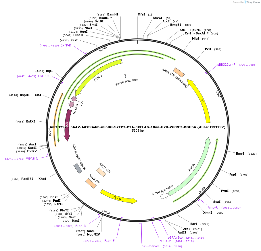 230278-plasmid-map-sequence-id-470612