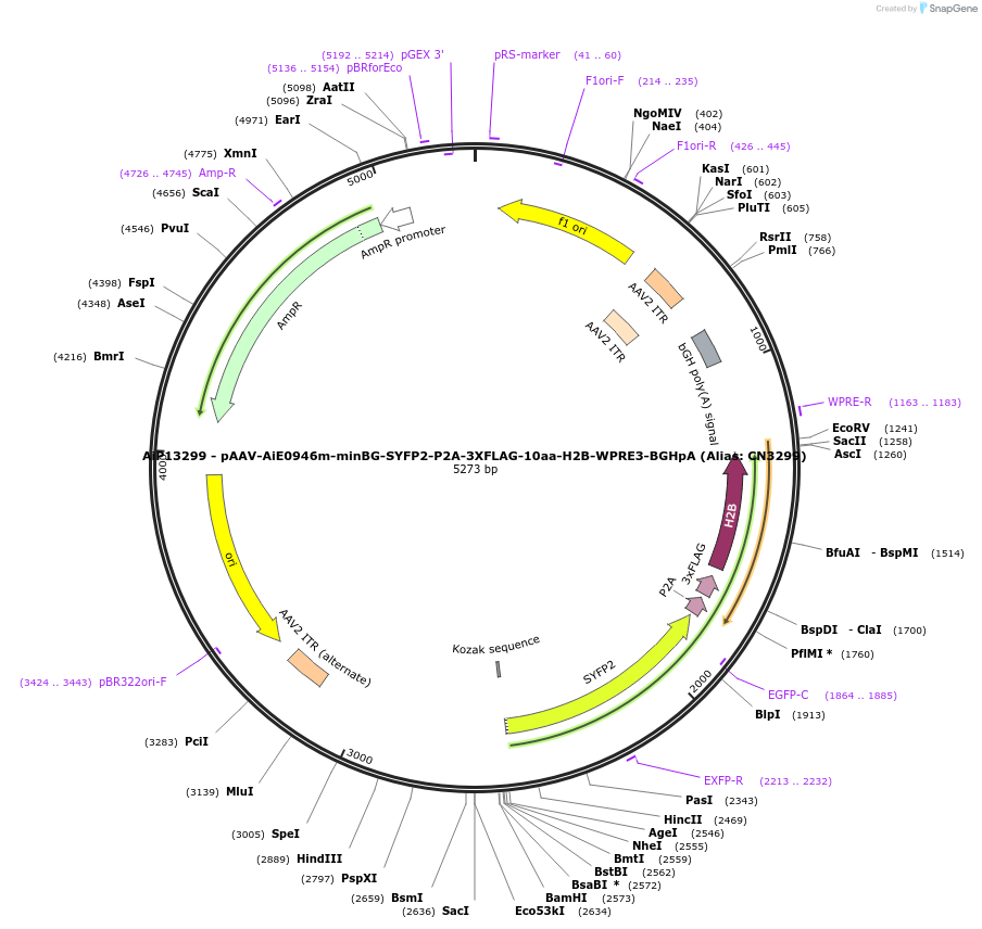 230279-plasmid-map-sequence-id-470616