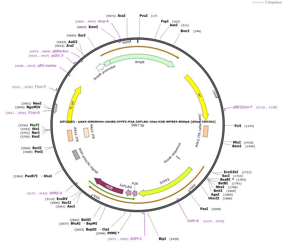 230280-plasmid-map-sequence-id-470619