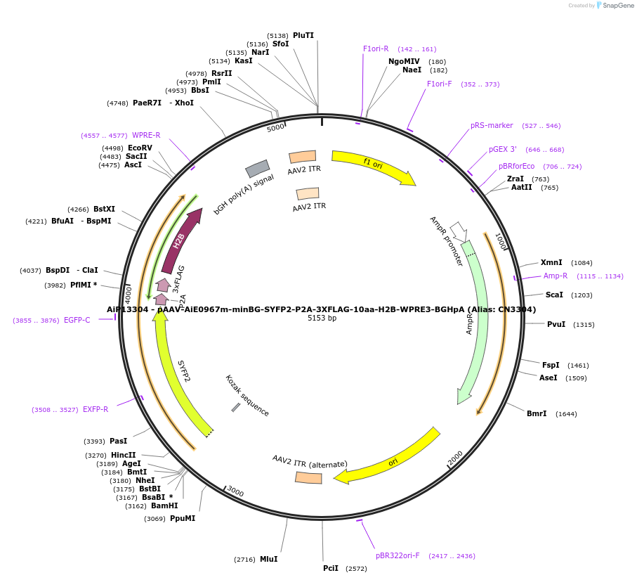 230282-plasmid-map-sequence-id-470624