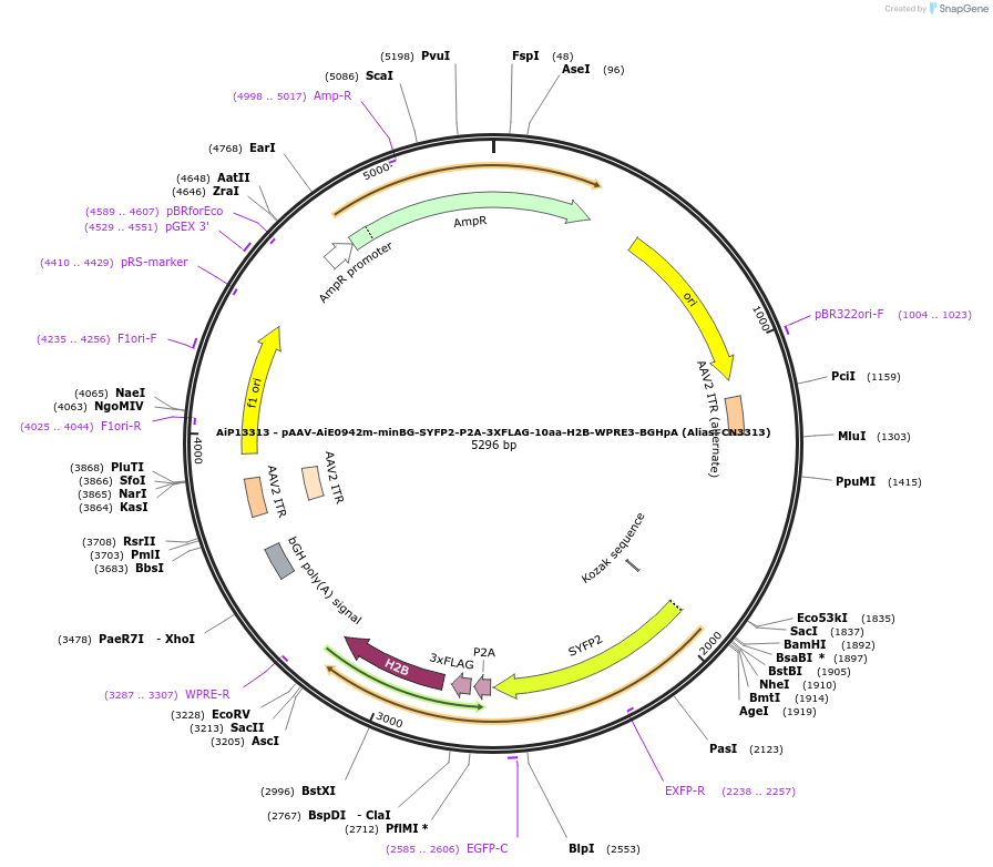 230284-plasmid-map-sequence-id-470631