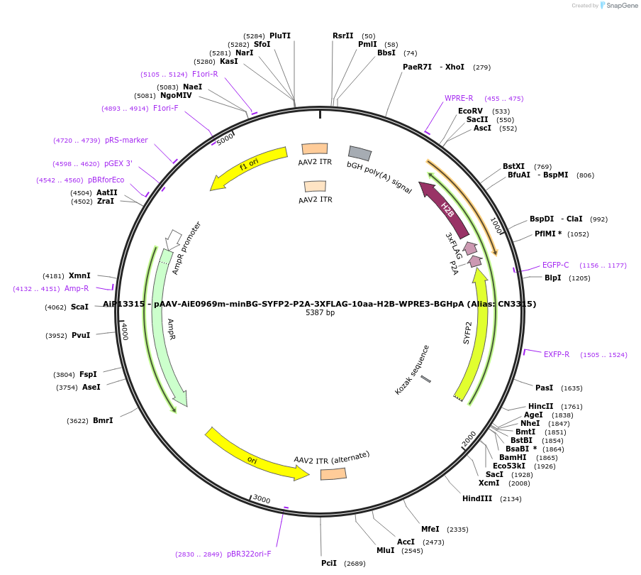 230285-plasmid-map-sequence-id-470634