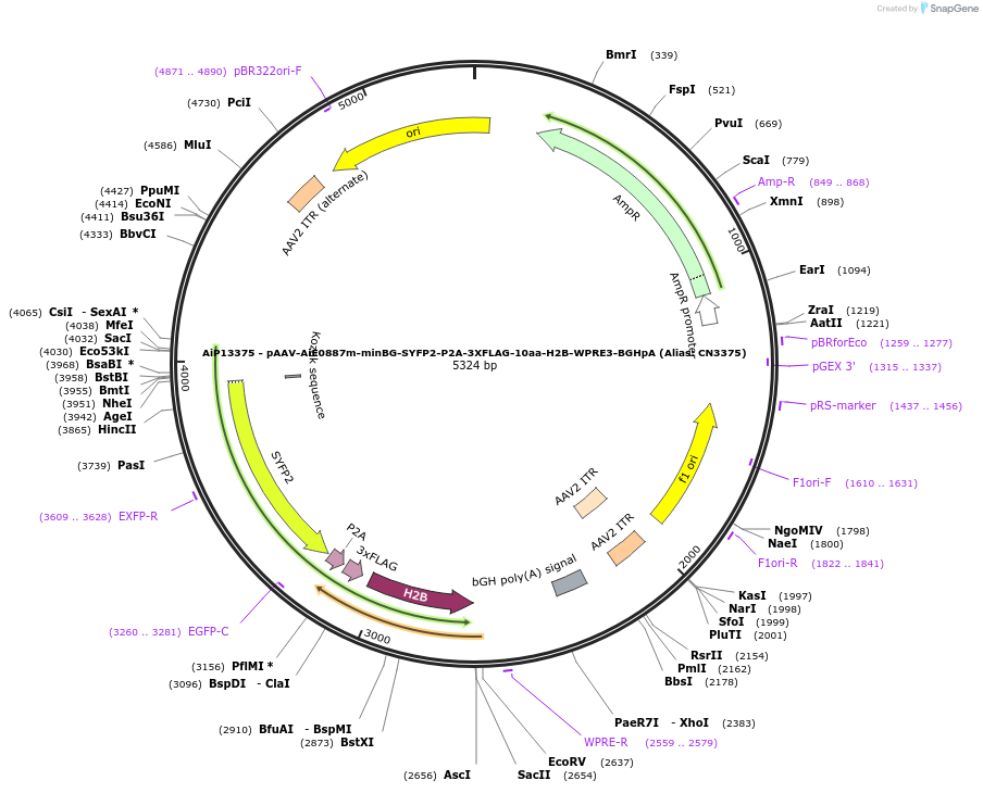 230287-plasmid-map-sequence-id-470639