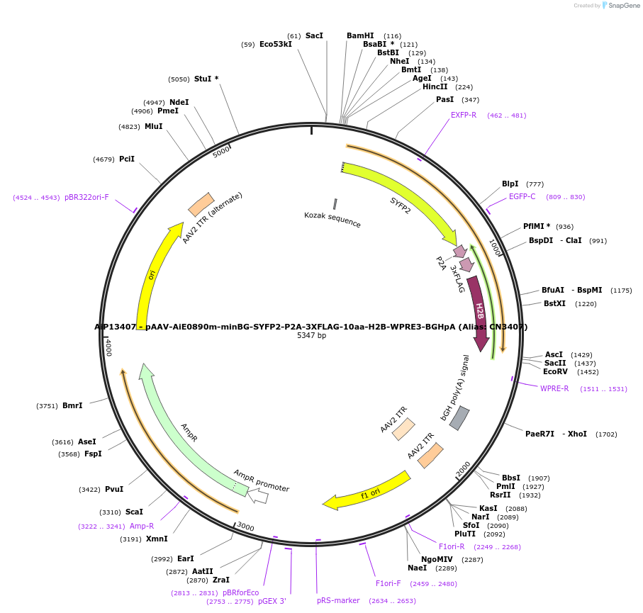 230288-plasmid-map-sequence-id-470643