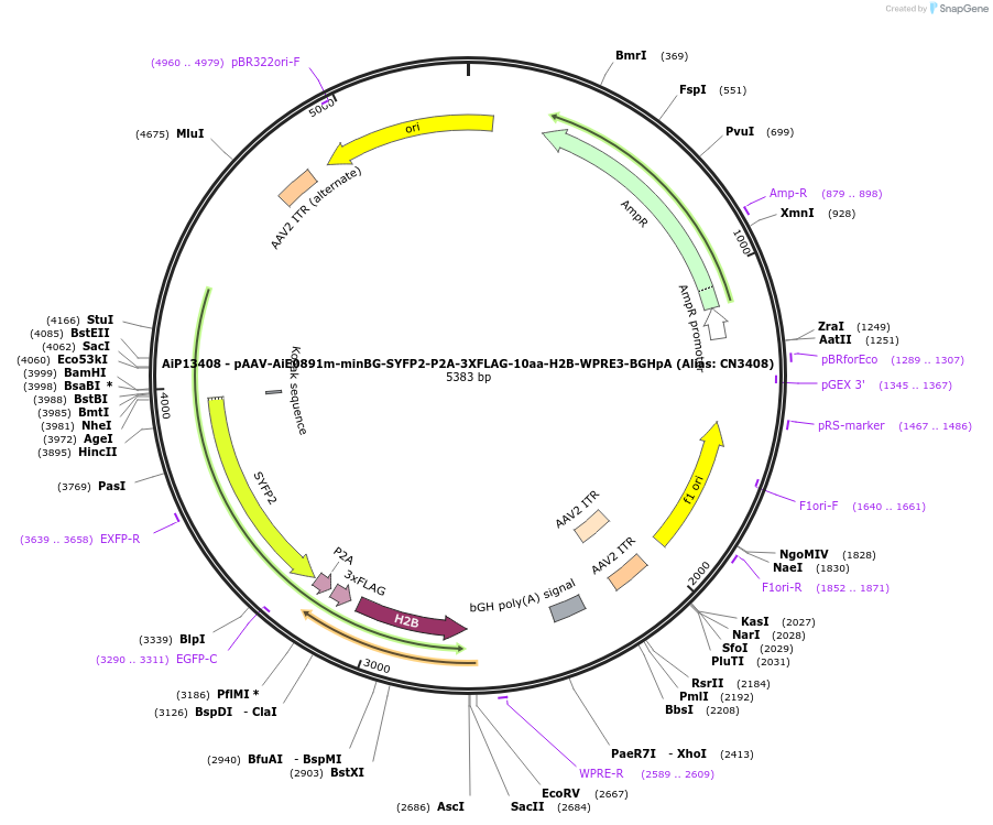 230289-plasmid-map-sequence-id-470647