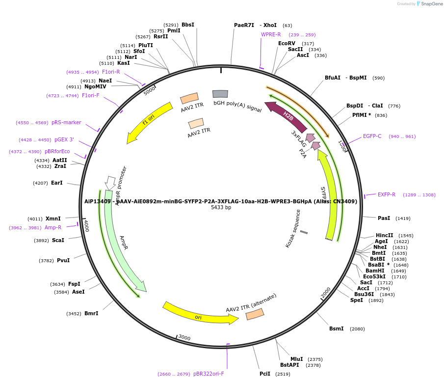 230290-plasmid-map-sequence-id-470650