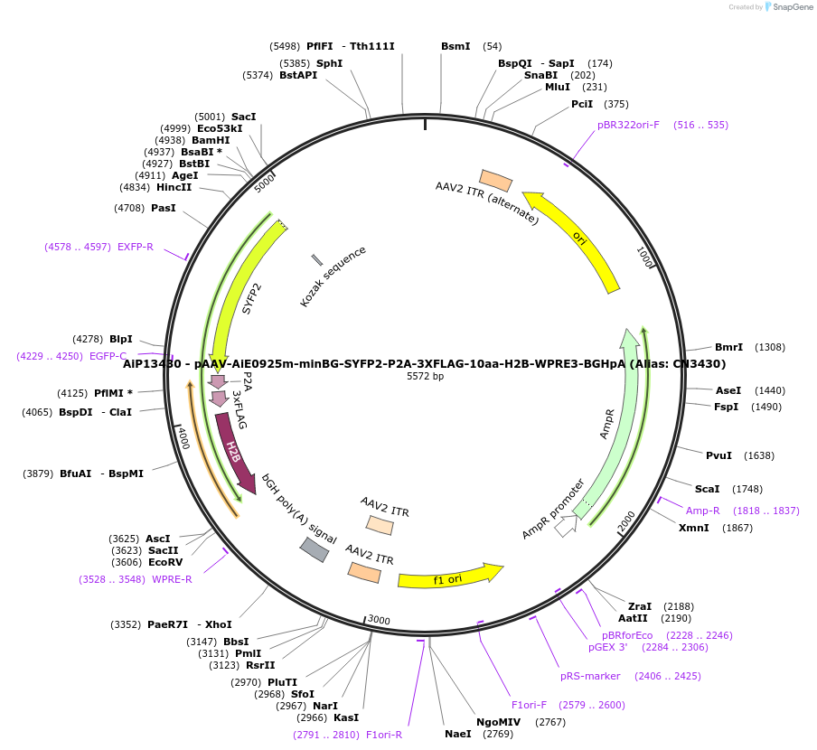 230291-plasmid-map-sequence-id-470653