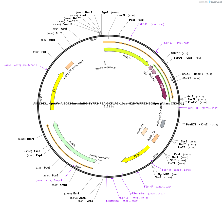 230292-plasmid-map-sequence-id-470656