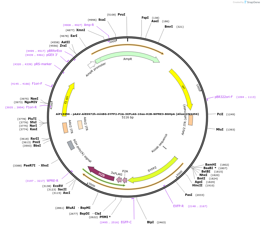 230293-plasmid-map-sequence-id-470658